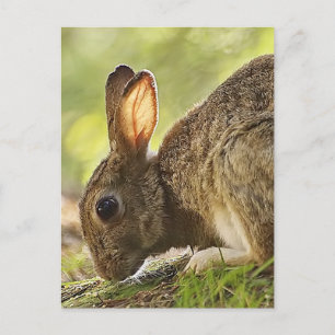 Carte Postale Lapin
