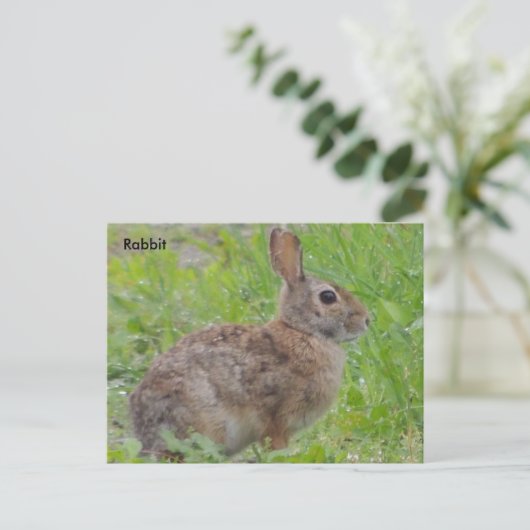 Carte Postale Lapin A) (Debout devant)
