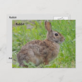 Carte Postale Lapin A) (Devant / Derrière)