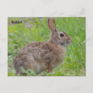 Carte Postale Lapin A)