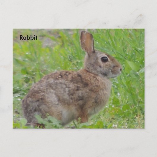 Carte Postale Lapin A) (Devant)