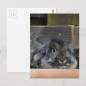 Carte Postale Lapin à oreilles de lop (Devant / Derrière)