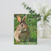 Carte Postale Lapin à queue blanche de l'Est (Debout devant)