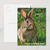 Carte Postale Lapin à queue blanche de l'Est (Devant / Derrière)