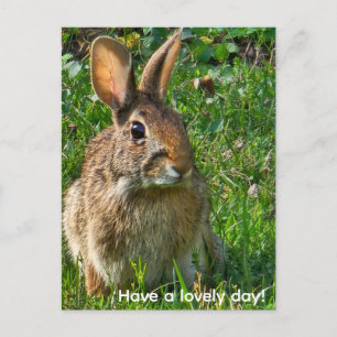 Carte Postale Lapin à queue blanche de l'Est