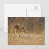 Carte Postale lapin à queue blanche de l'Est sautant (Devant / Derrière)