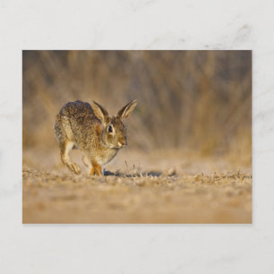 Carte Postale lapin à queue blanche de l'est sautant