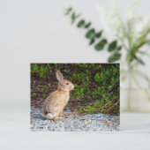 Carte Postale Lapin à queue blanche du désert (Debout devant)