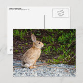 Carte Postale Lapin à queue blanche du désert (Devant / Derrière)
