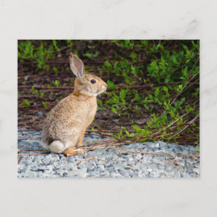Carte Postale Lapin à queue blanche du désert
