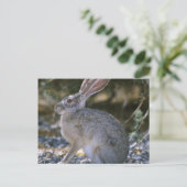 Carte Postale Lapin à queue noire (Debout devant)