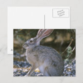 Carte Postale Lapin à queue noire (Devant / Derrière)