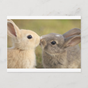Carte Postale lapin aimant