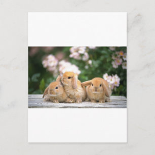 Carte Postale lapin aimant
