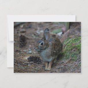 Carte Postale Lapin assis à côté des pins