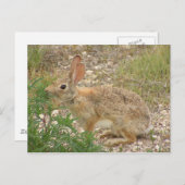Carte Postale Lapin Au Souper (Devant / Derrière)