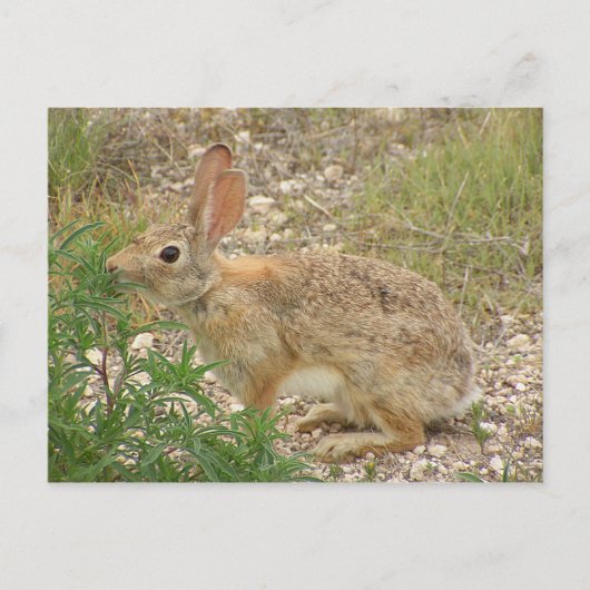 Carte Postale Lapin Au Souper (Devant)