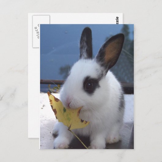 Carte Postale Lapin avec feuille (Devant / Derrière)