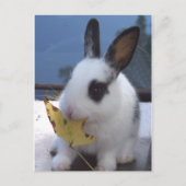 Carte Postale Lapin avec feuille (Devant)