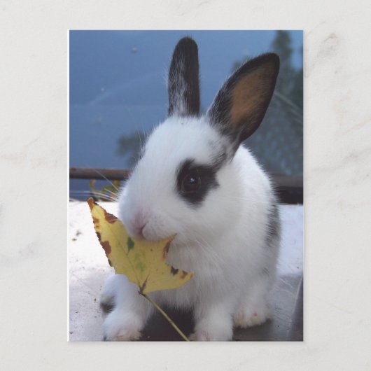 Carte Postale Lapin avec feuille (Devant)