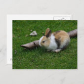 Carte Postale Lapin bébé doux (Devant / Derrière)