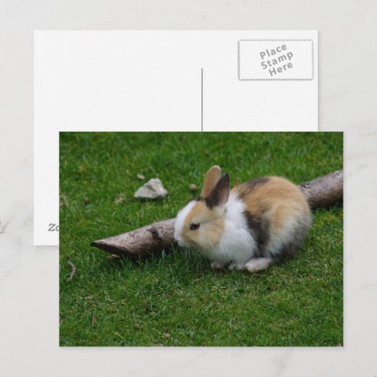 Carte Postale Lapin bébé doux (Devant / Derrière)
