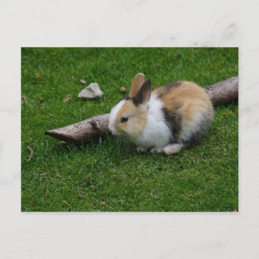 Carte Postale Lapin bébé doux (Devant)