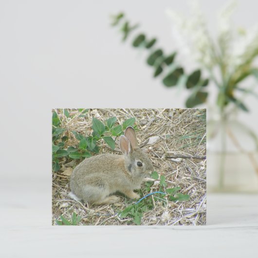 Carte Postale Lapin bébé et feuille (Debout devant)
