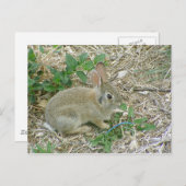 Carte Postale Lapin bébé et feuille (Devant / Derrière)