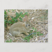Carte Postale Lapin bébé et feuille (Devant)