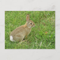 Lapin Bébé Sur La Pelouse