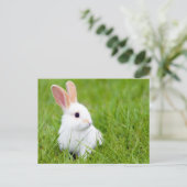 Carte Postale Lapin blanc (Debout devant)