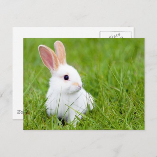 Carte Postale Lapin blanc (Devant / Derrière)