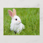 Carte Postale Lapin blanc (Devant)