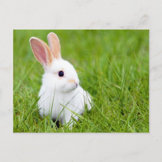 Carte Postale Lapin blanc (Devant)