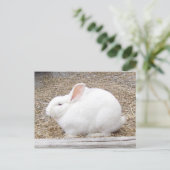 Carte postale lapin blanc (Debout devant)