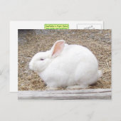 Carte postale lapin blanc (Devant / Derrière)