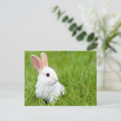 Carte Postale Lapin blanc (Debout devant)
