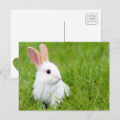 Carte Postale Lapin blanc (Devant / Derrière)