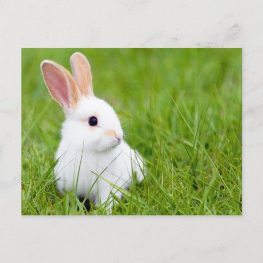 Carte Postale Lapin blanc (Devant)