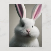 Carte Postale Lapin Blanc Mignon (Devant)