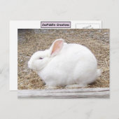 Carte Postale Lapin blanc mou (Devant / Derrière)