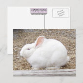 Carte Postale Lapin blanc mou (Devant / Derrière)
