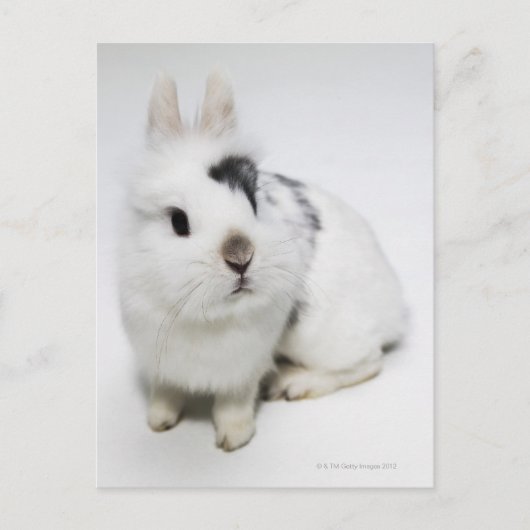 Carte Postale Lapin blanc, noir et brun (Devant)