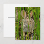 Carte Postale Lapin Cottontail du désert (Devant / Derrière)