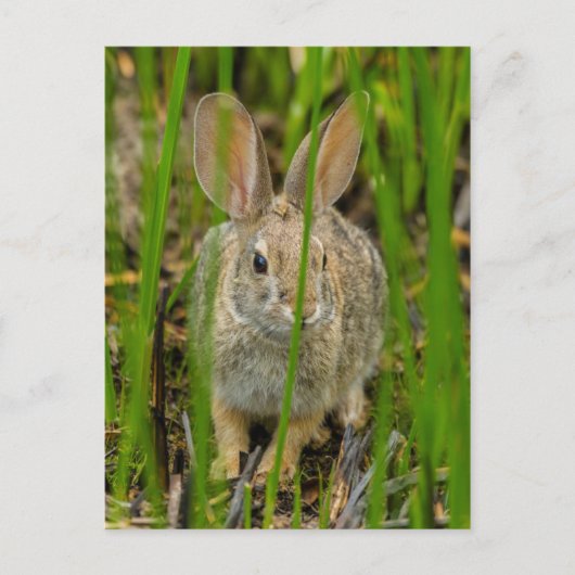 Carte Postale Lapin Cottontail du désert (Devant)