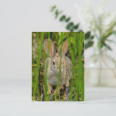Carte Postale Lapin Cottontail du désert (Debout devant)