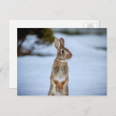 Carte Postale Lapin dans la neige (Devant / Derrière)