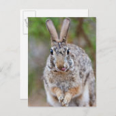 Carte Postale Lapin de coton du Texas (Devant / Derrière)