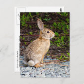 Carte Postale Lapin de Cottontail du désert (Devant / Derrière)
